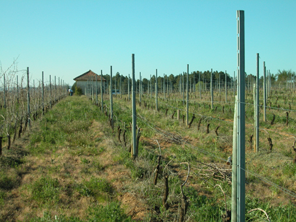 Viñedo de Quinta da Muradella