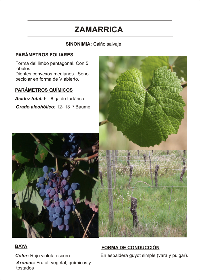 Zamarrica ( Caiño salvaje)