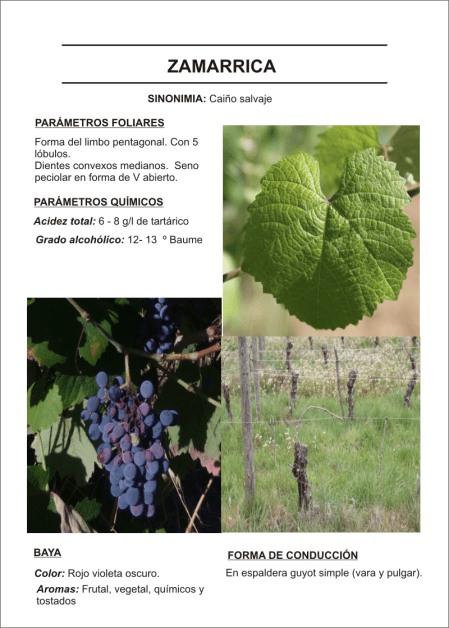 Zamarrica ( Caiño salvaje)